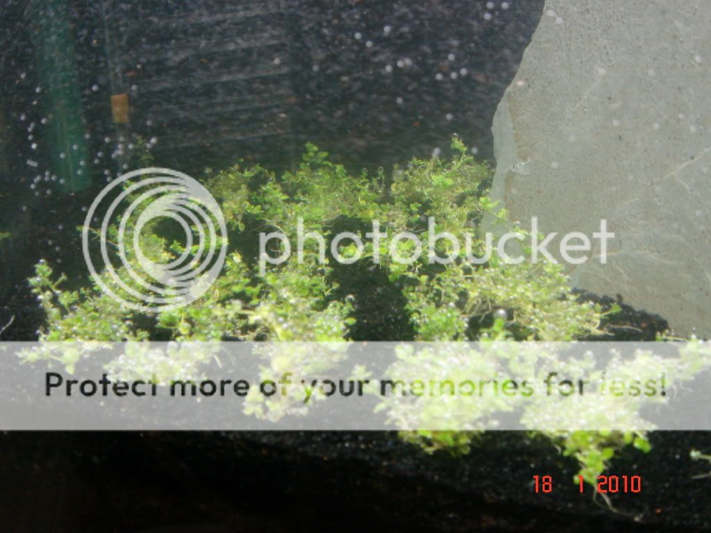 DSC02594.jpg