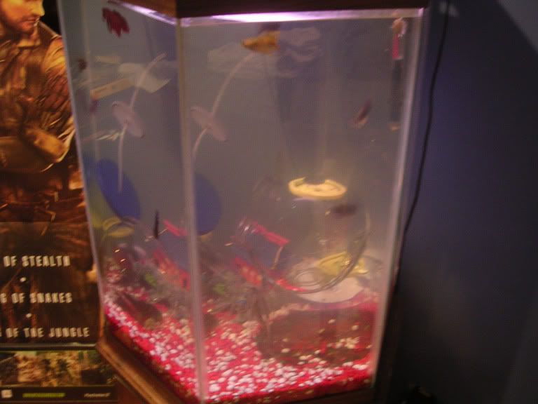 betta4.jpg
