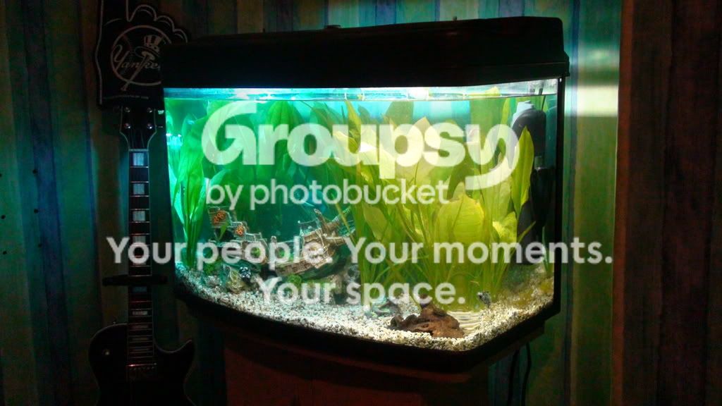 FISH_TANK_UBER_2.jpg