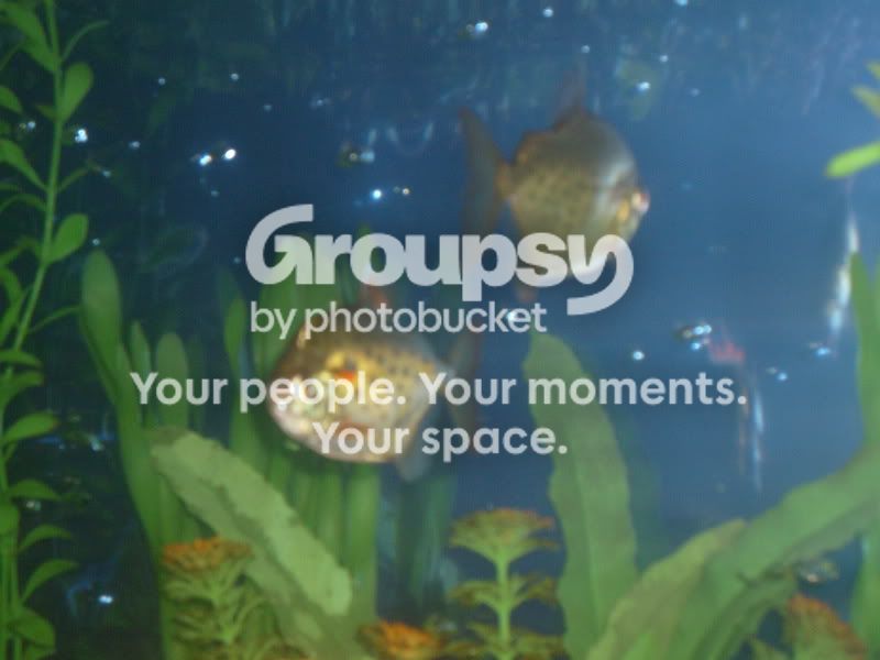 Fish002.jpg