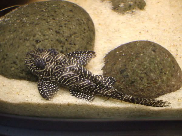 pleco_03.jpg