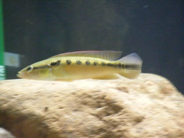 gtandpike004.jpg