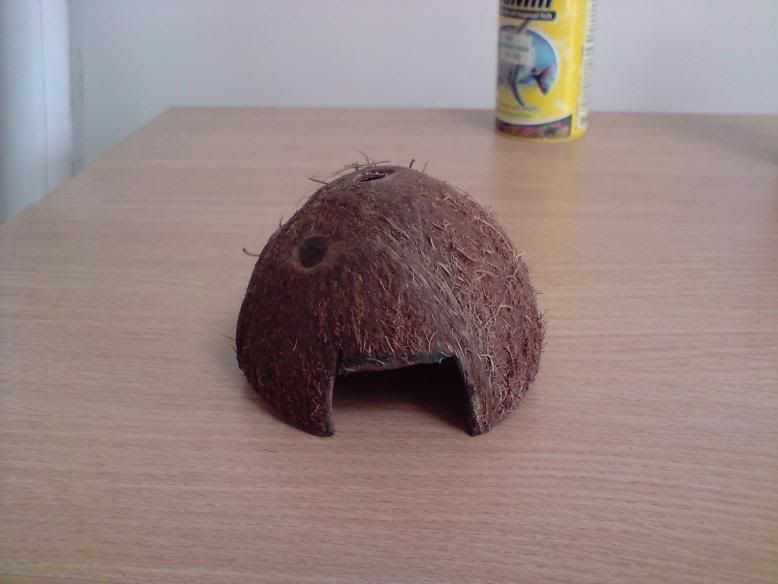 Coconut.jpg