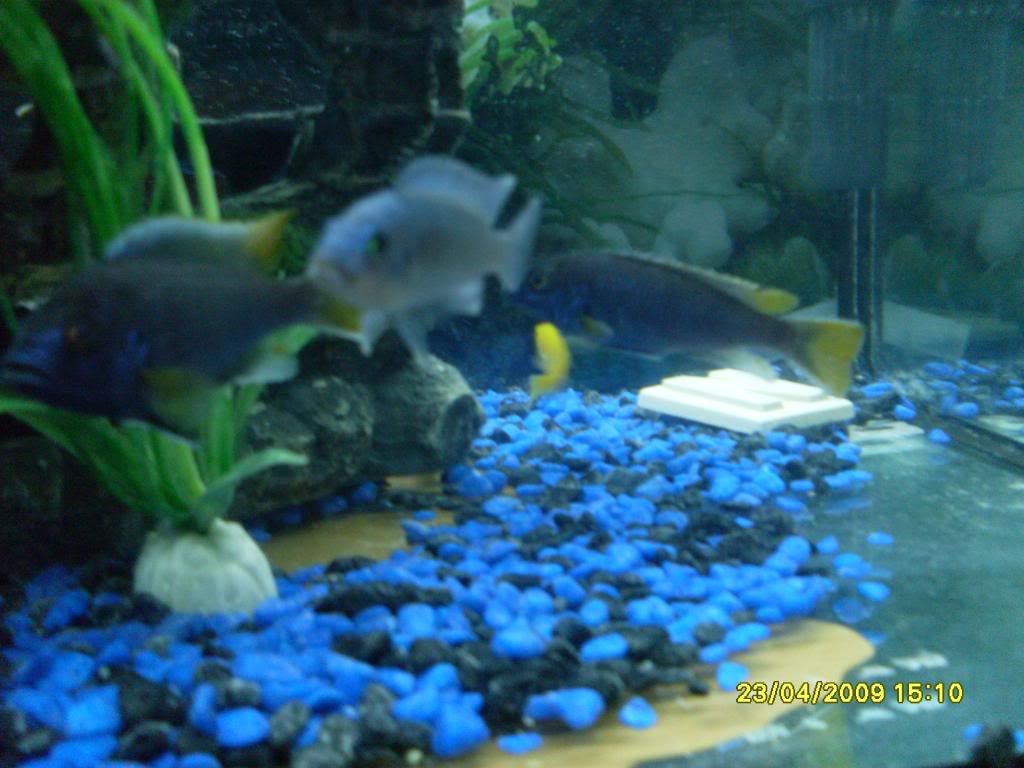 mycichlids006.jpg
