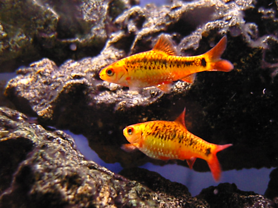 Gold_Barb_Puntius_semifasciolatus_6.png