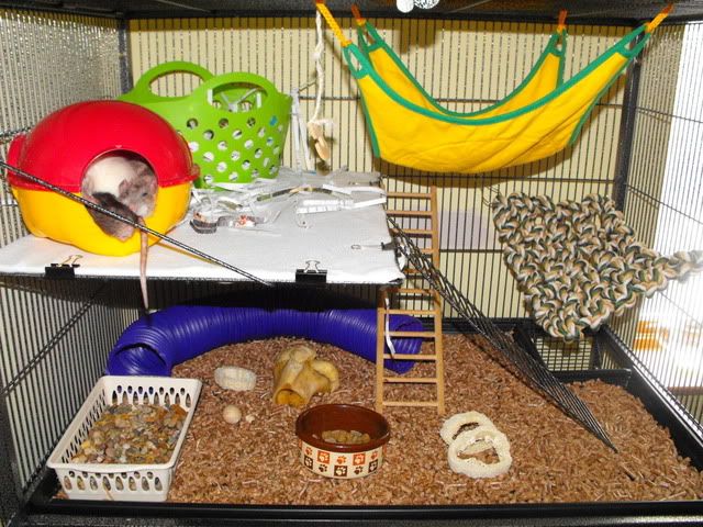 2010_0323rats0014.jpg