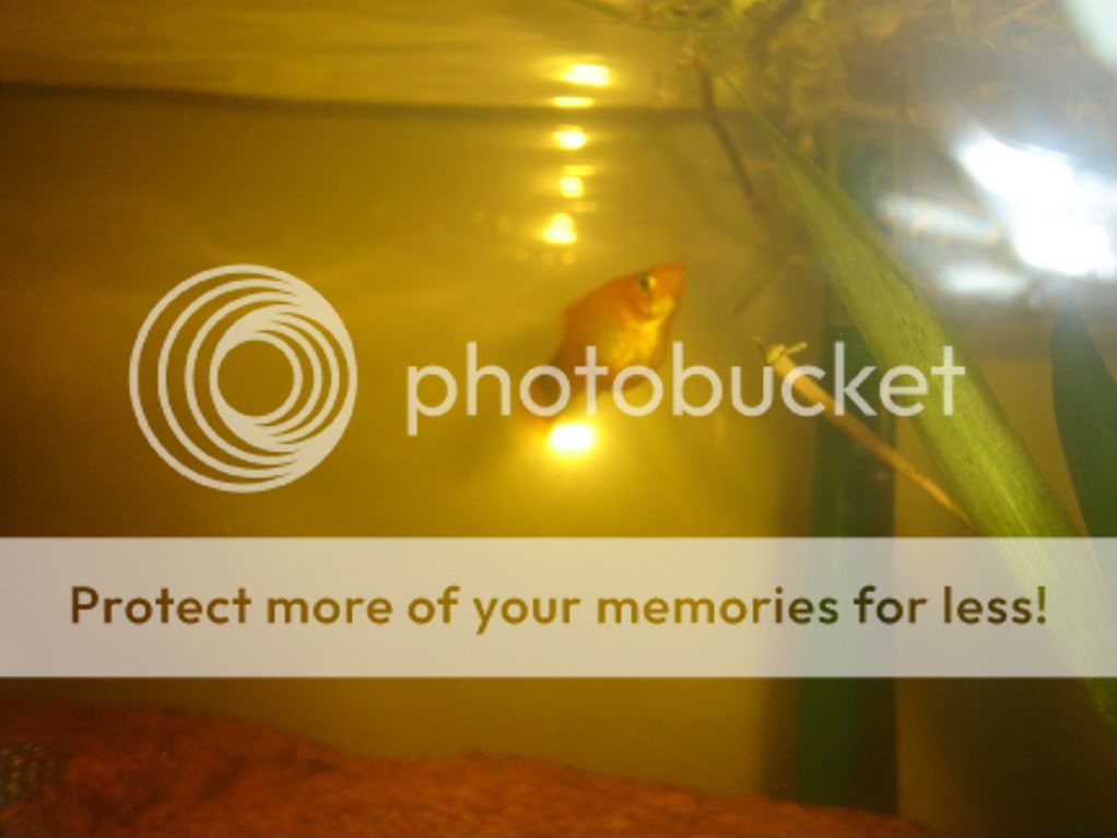 platy002-1.jpg
