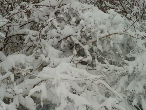3-13-06WinterStorm024.jpg