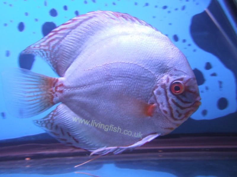 DSCF1523.jpg