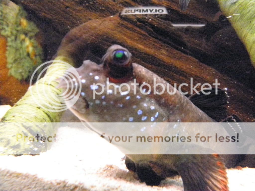 Aquarium33.jpg