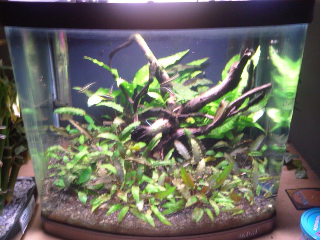 tank4june12.jpg