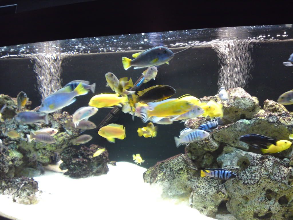 fish046.jpg