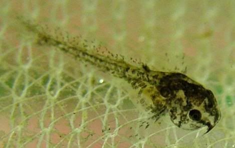 PepperCory1.jpg