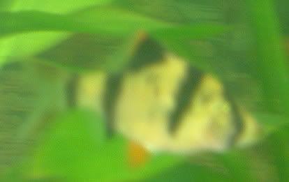 TigerBarb0001.jpg