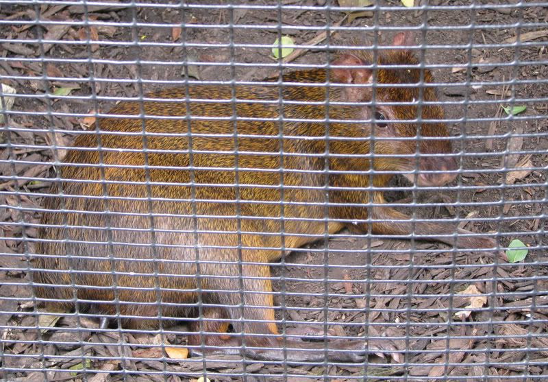 Agouti.jpg