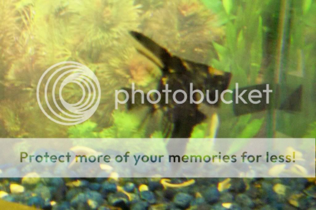 dalangelfish2.jpg