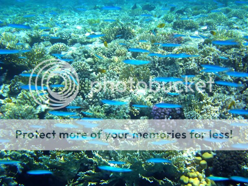 underwater223.jpg