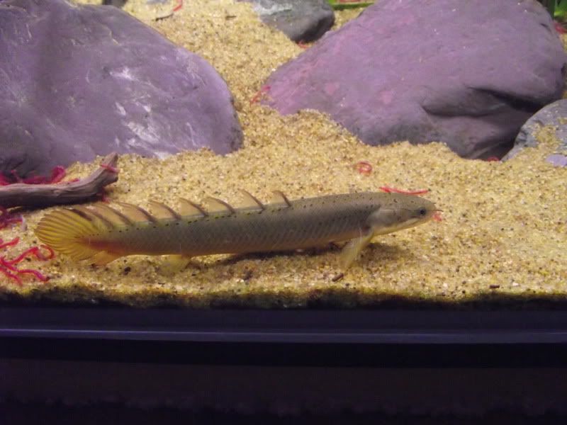 DSCF1618.jpg