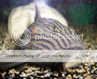 040307wotchoolookinat.jpg