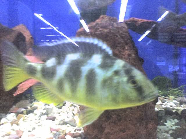 1120081539a.jpg