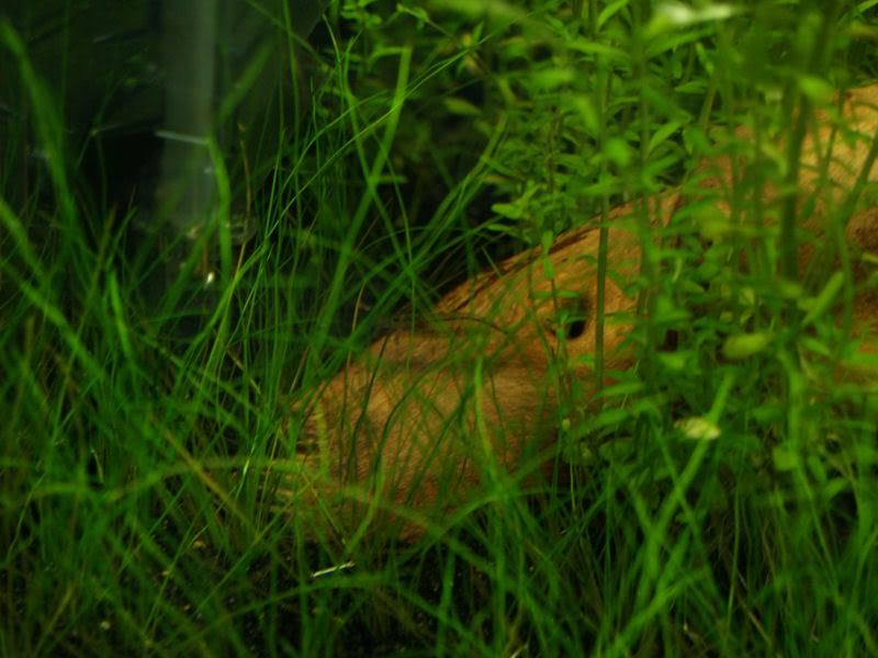 Fishcube26.jpg