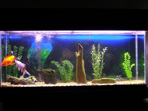 StormFlowersFish030.jpg