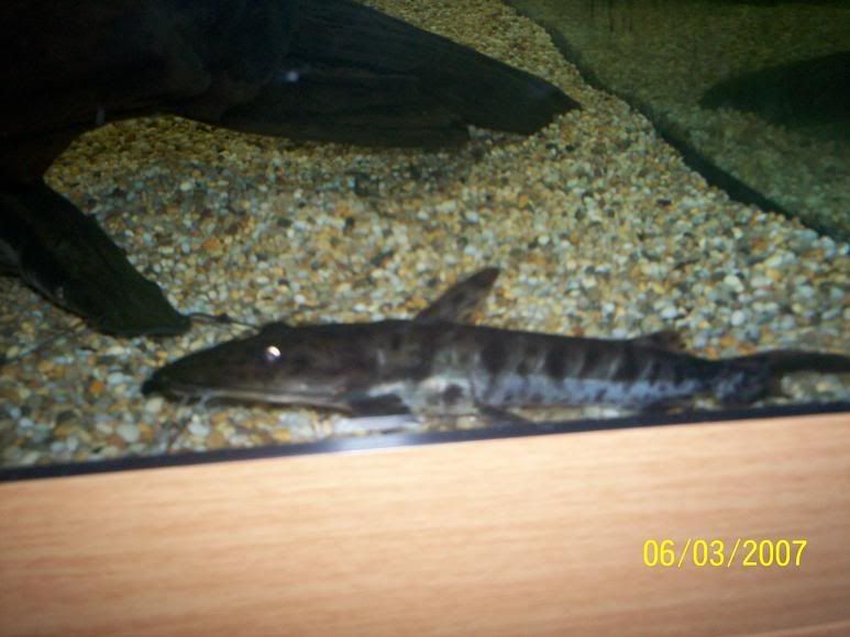sn3.jpg