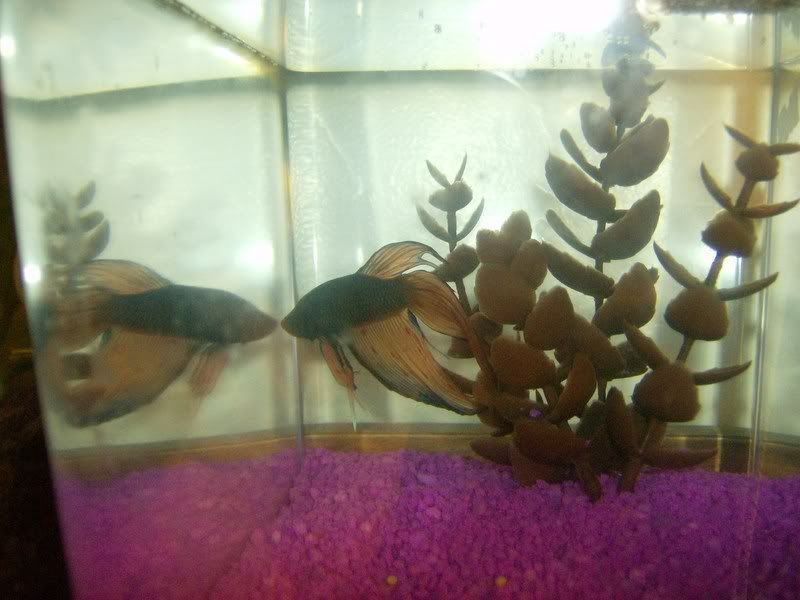 Fishes011.jpg