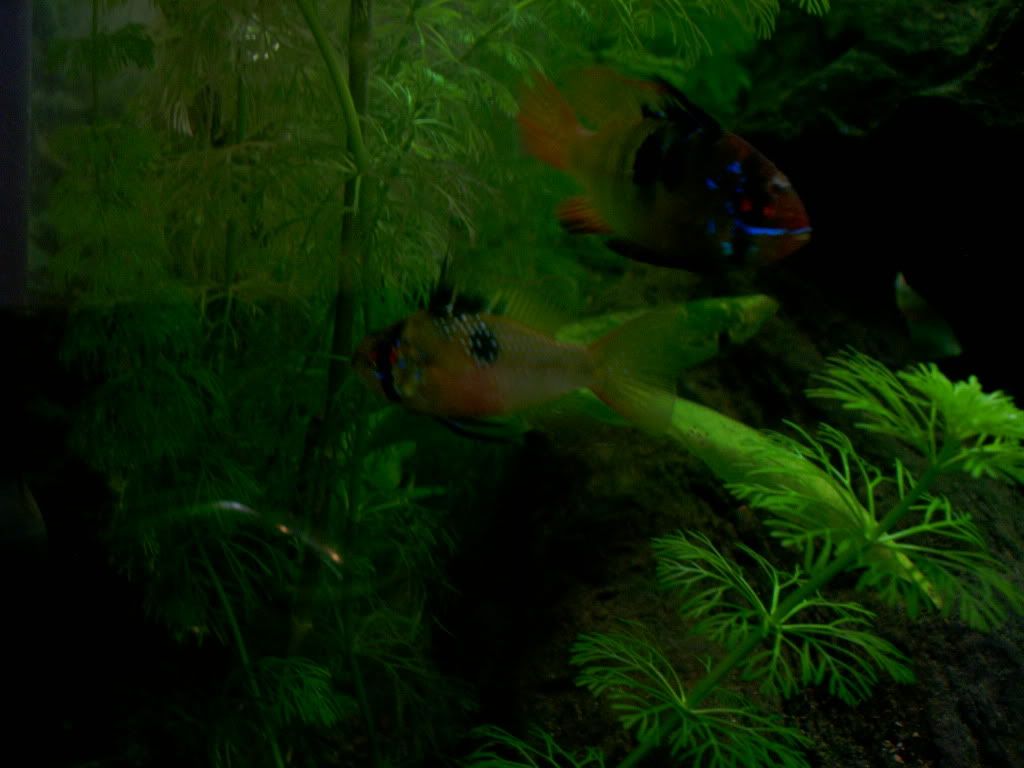 BLUERAMMALEORFEMALE333333005.jpg