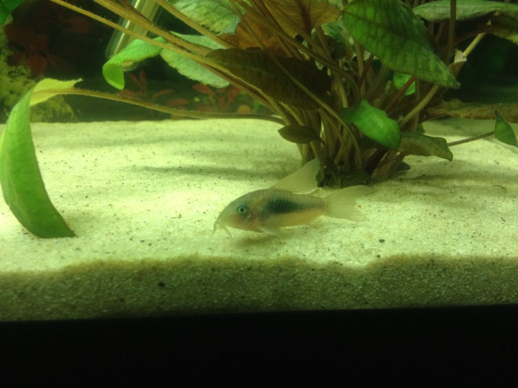 fish006-1.jpg