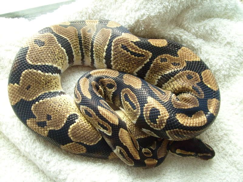 Picsofpetsoctober08080.jpg