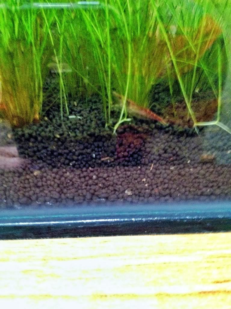 CherryShrimp1.jpg