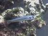 BarGoby.jpg