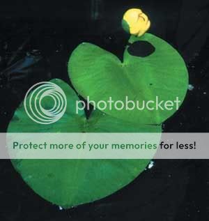 spatterdock.jpg