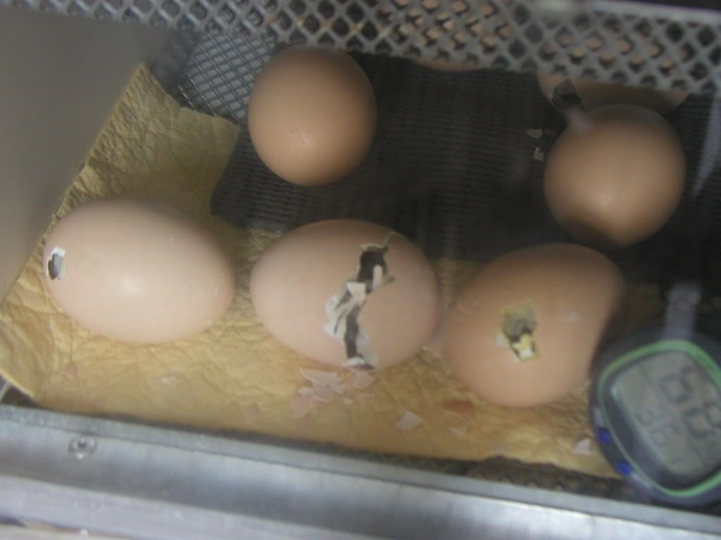 chicks002.jpg
