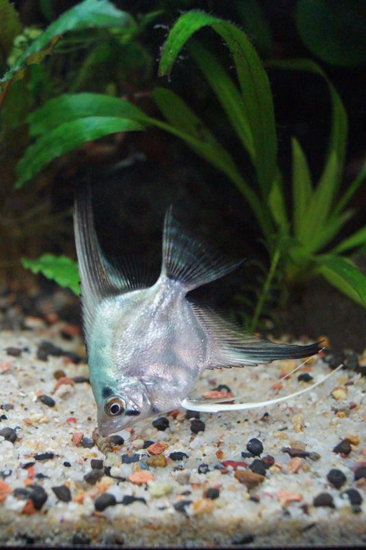 DSC00464%2013th%20Jul%202016.jpg