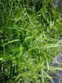 moss6.jpg
