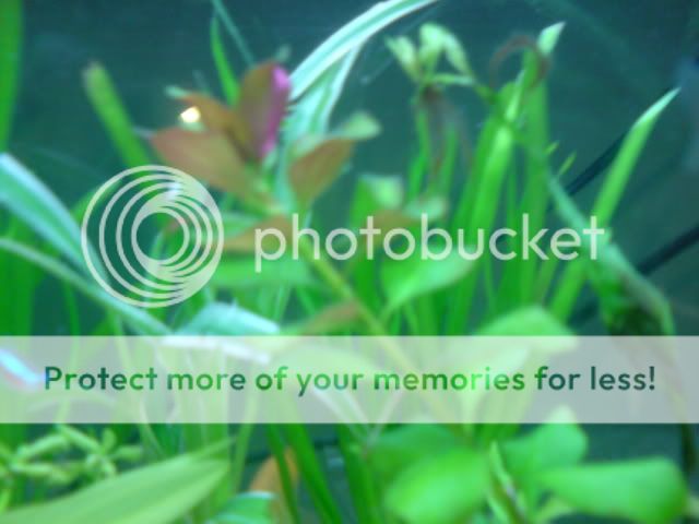 WhichPlant.jpg