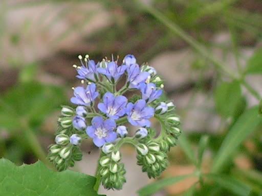 prettyflowers.jpg