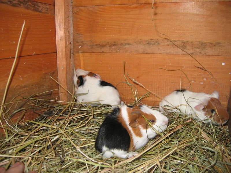 minipigs001.jpg