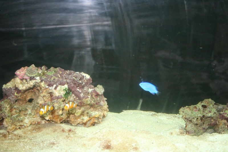 fish3.jpg