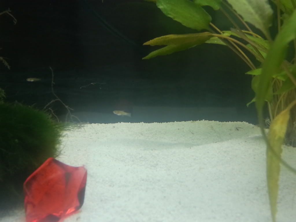 20130625_185308_zps2c4eeddc.jpg