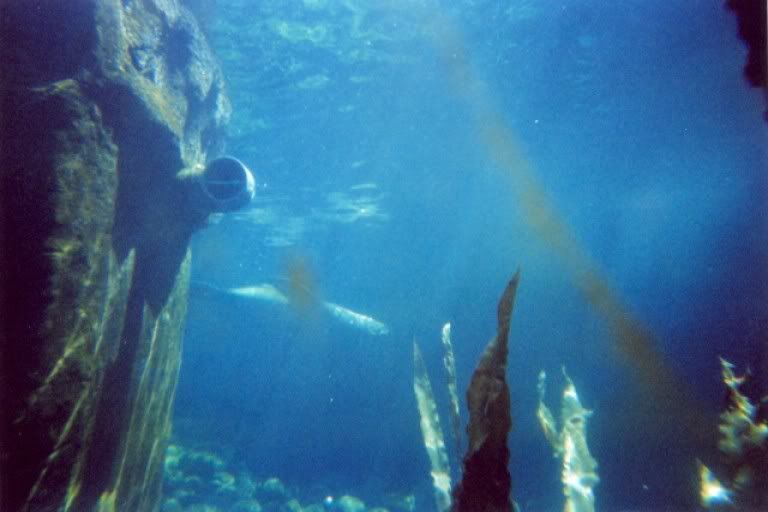 lomo2.jpg