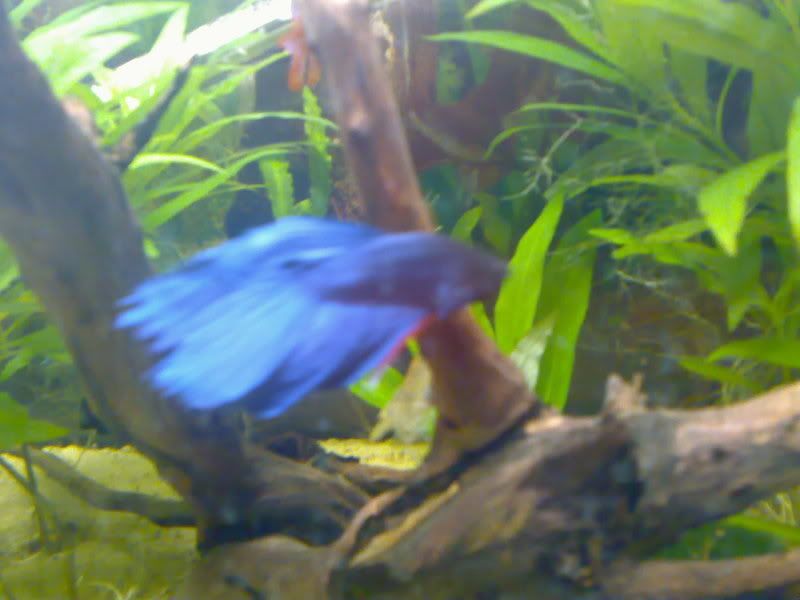 24042007100.jpg