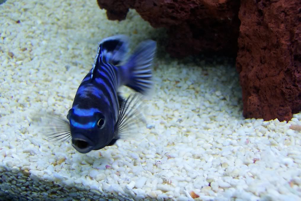 Cichlid020.jpg