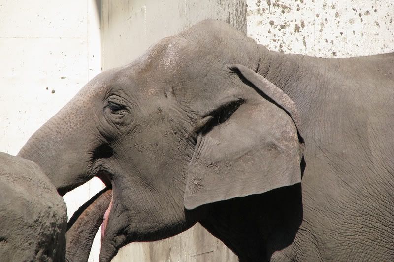 AsianElephant2.jpg