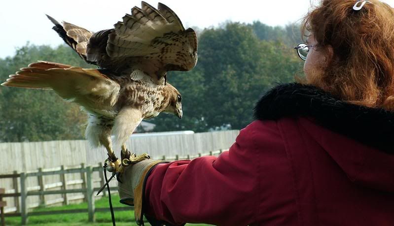 buzzard3.jpg
