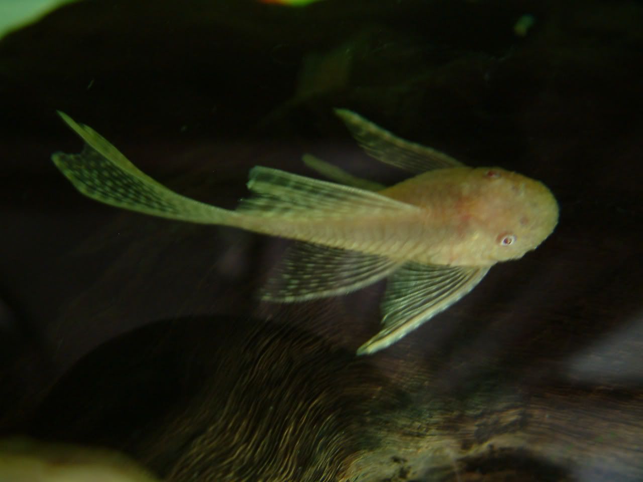 DSCF0047.jpg