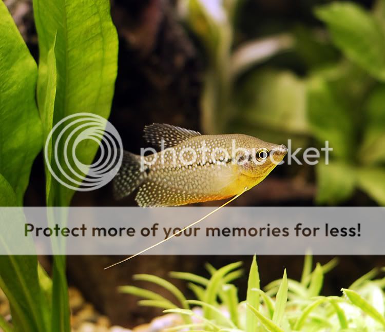 gourami_03.jpg