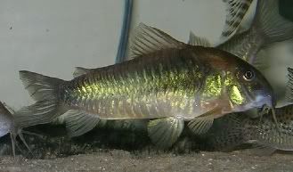 BigMamaCaeneus.jpg